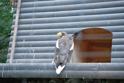 Low angle view of bird perching on metal