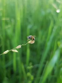Close-up of damselfly on grass