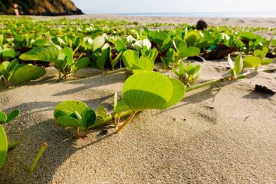 Close-up of plants growing on beach