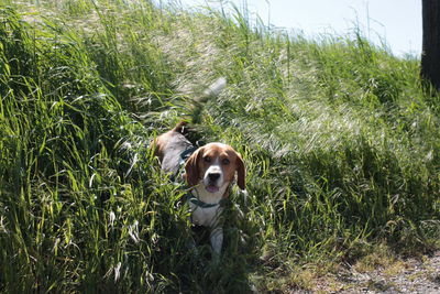 High angle view of beagle amidst plants