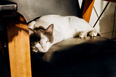 High angle view of cat resting on sofa