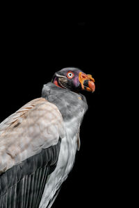 Close-up of bird perching on black background