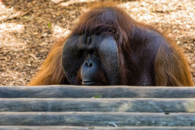 Close-up of an orangutan 