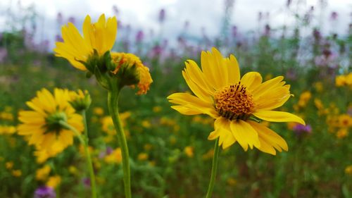 Close-up of yellow flower