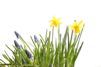 Close-up of yellow flowering plant on field against clear sky