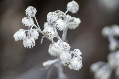 Close-up of white flowering plant