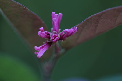 Close-up of pink flower blooming outdoors