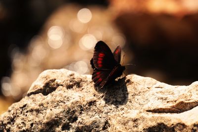 Close-up of butterfly perching on rock