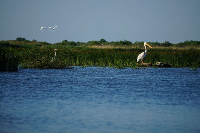 Bird on a land