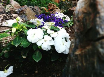 Close-up of white flowers