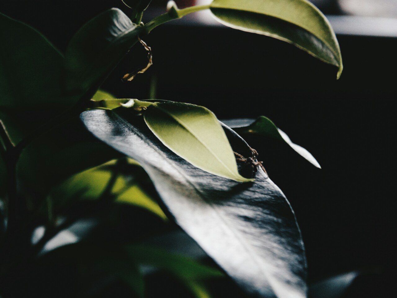 leaf, growth, nature, close-up, plant, green color, one animal, no people, night, outdoors, insect, animal themes, black background, freshness