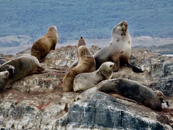 High angle view of sea lions on rock