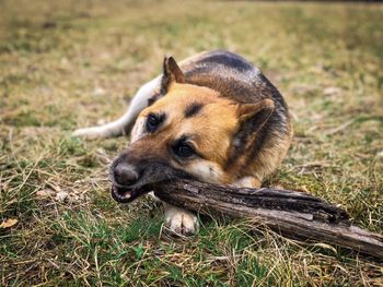 German shepherd chewing a wooden stick