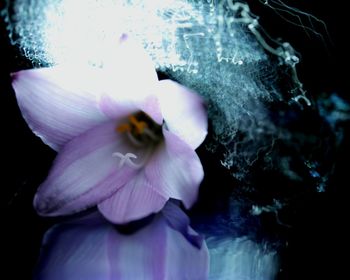 Close-up of white flower blooming outdoors