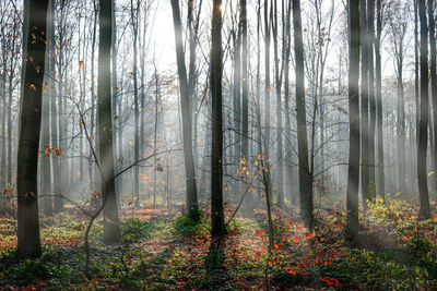 Trees in forest during foggy weather