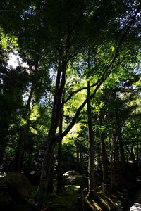 Low angle view of trees in forest