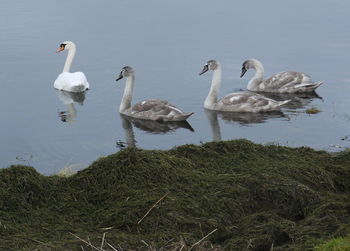 Swans swimming on lake