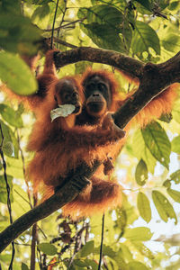 Low angle view of monkey on tree