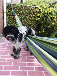 Portrait of dog looking at yard