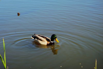 Duck swimming in a lake