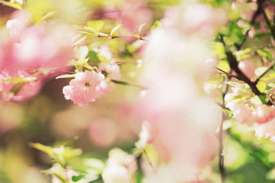Close-up of pink cherry blossoms in spring