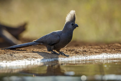 Close-up of bird perching on branch