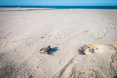 High angle view of crab on beach