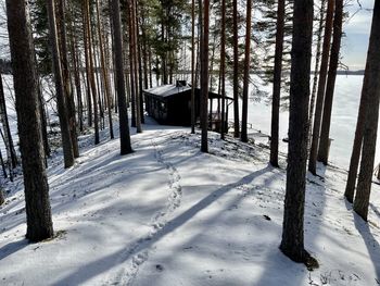 Trees on snow covered landscape