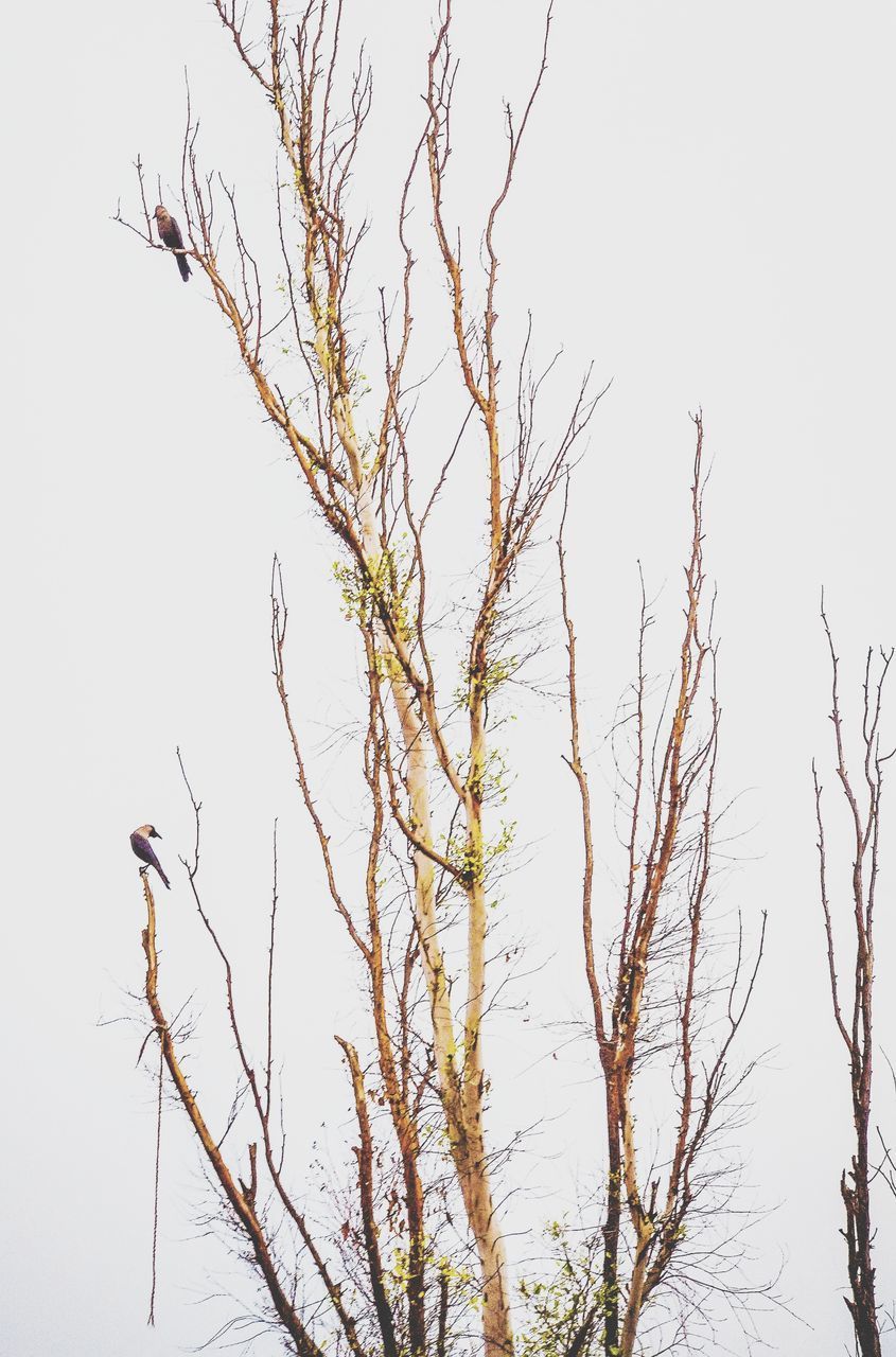 LOW ANGLE VIEW OF BIRDS PERCHING ON BARE TREE AGAINST SKY