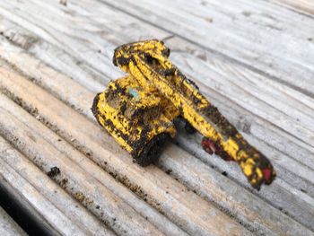 High angle view of insect on wood