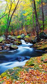 River amidst trees in forest during autumn