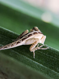 Close-up of insect on branch