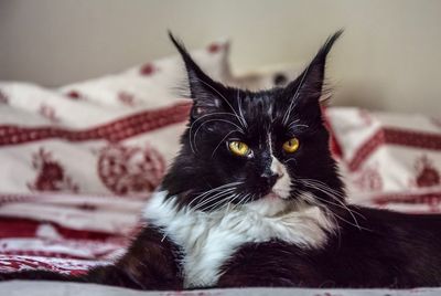 Close-up portrait of cat on bed at home