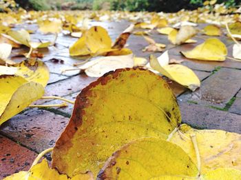 Autumnal leaves on the ground