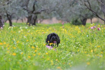 Flowers in field