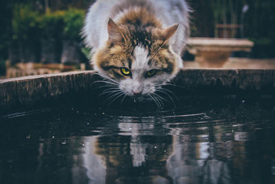 Close-up portrait of cat