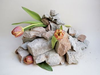 Close-up of food on white background