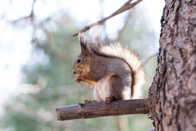 Squirrel on tree