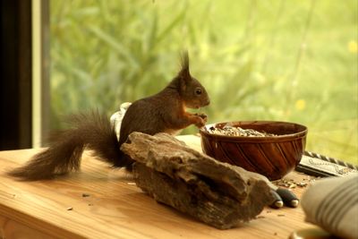 Squirrel by bowl of wood chips on table by window