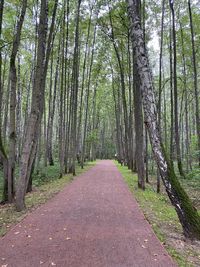 High angle view of trees in moscow park strogino