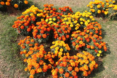 Close-up of marigold flowers blooming outdoors