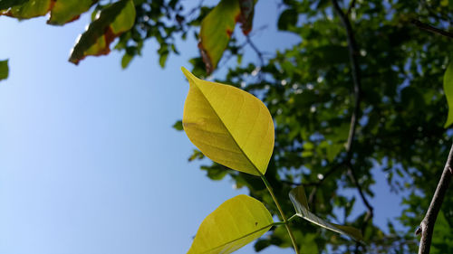 Close-up of leaves on branch