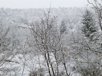Bare trees against sky