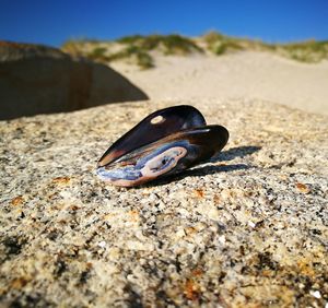 Close-up of surface level of ground