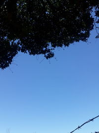 Low angle view of silhouette tree against clear blue sky