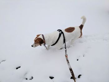 View of beagle dog walking through snow