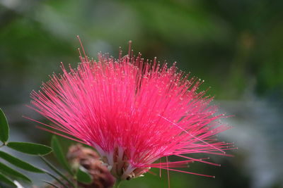 Close-up of pink flower