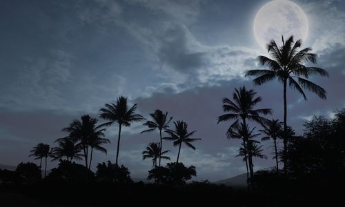 Low angle view of palm trees against cloudy sky