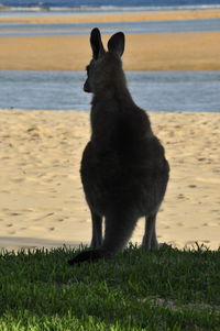 Black dog on beach against sky during sunset