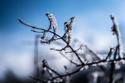 Low angle view of plant against sky